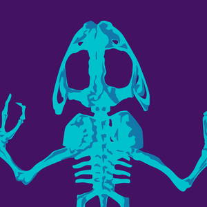 Anura